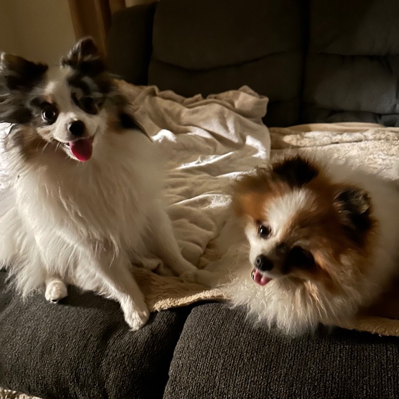 Meet your Posher, Elba - Picture 1 of 1